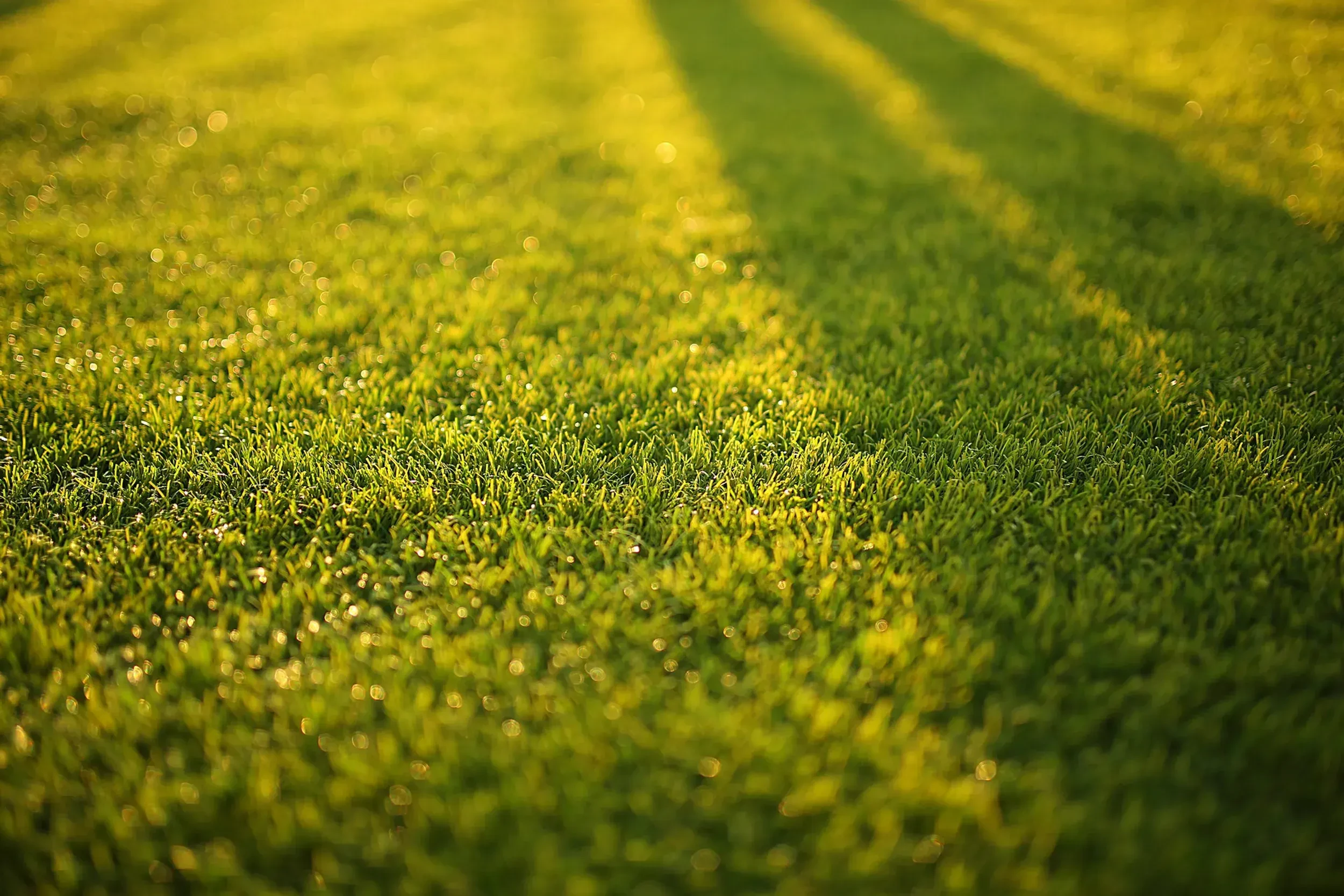 Finished residential landscape with lush green lawn